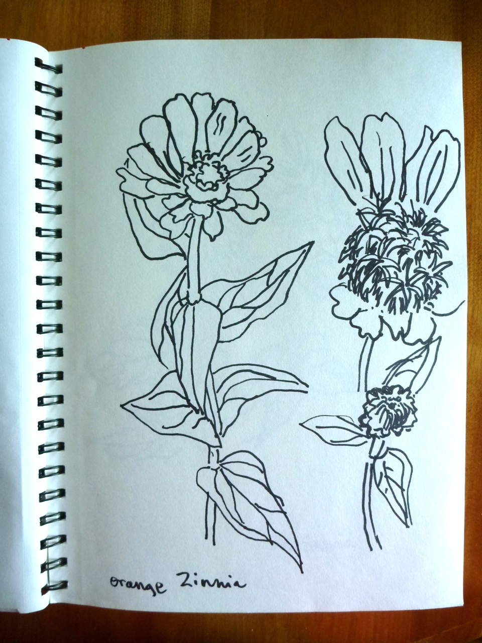 Drawing and Painting Zinnias in the Victorian Garden in ...