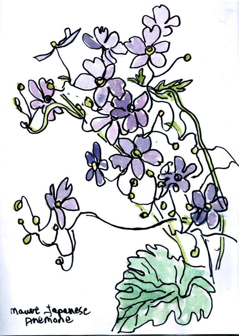 Anemone drawing © Flora Doehler, 2014